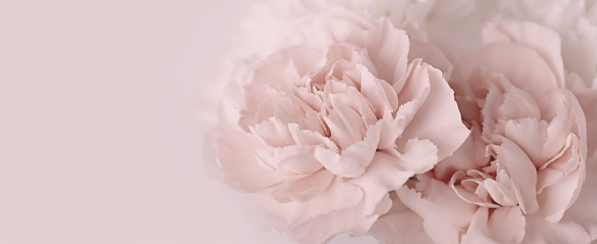 Blog Banner - flower