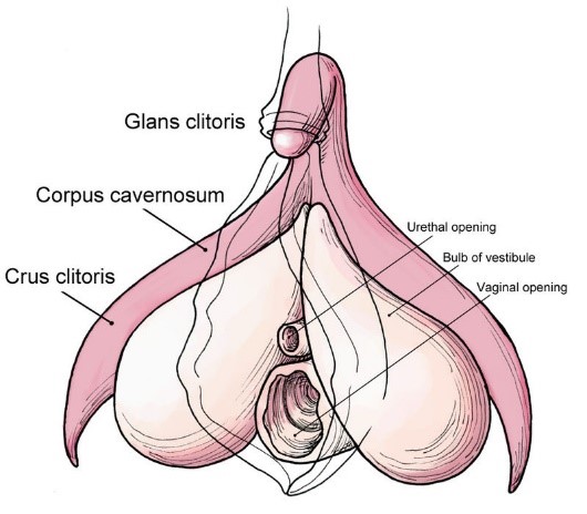 clitoris - female organ